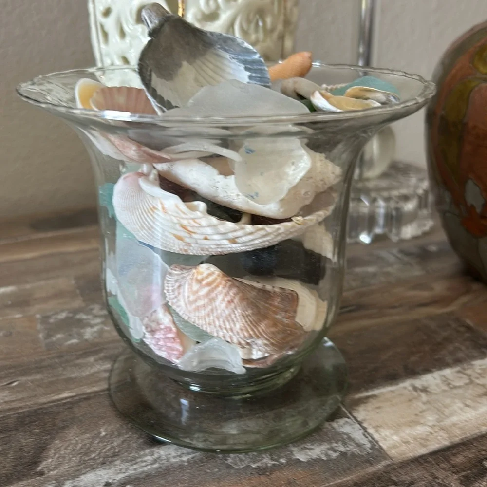 Assorted shells from Florida, Rhode Island, and Cape Cod beaches - Picture 2 of 4